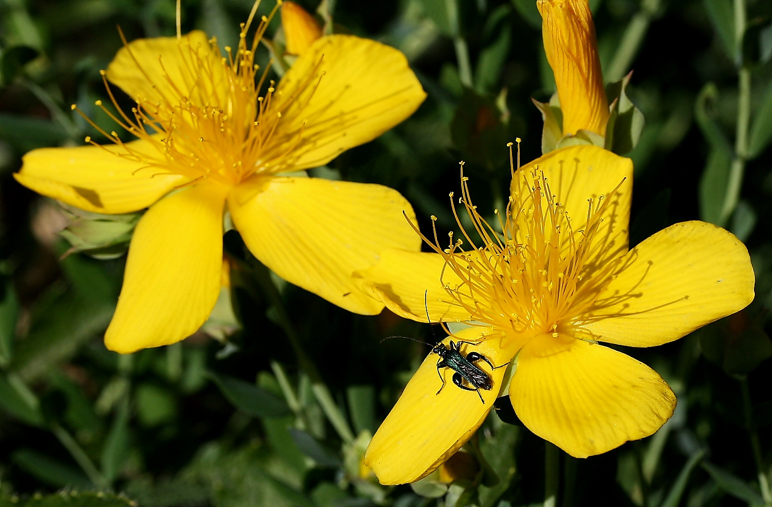 yellow bloom road