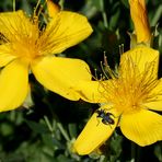 yellow bloom road