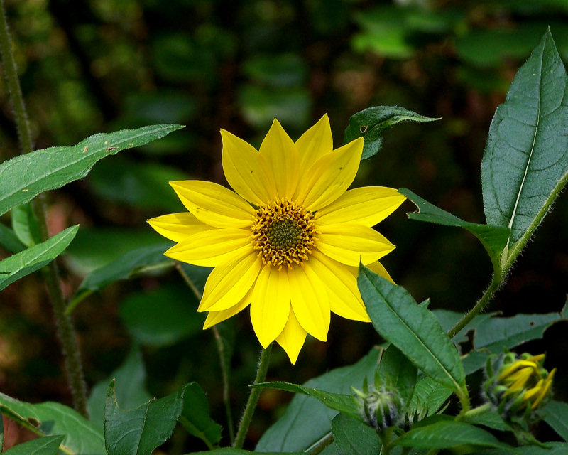 Yellow Blossom