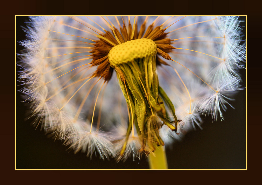 Yellow Blow Ball