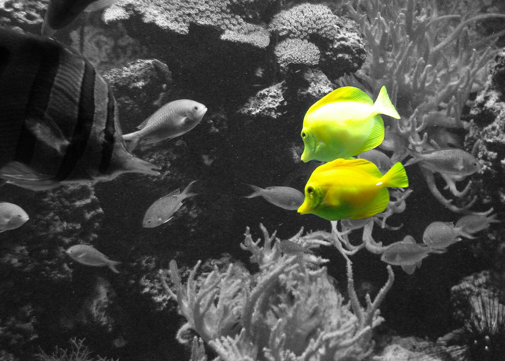 [ Yellow Blub Blub :) ]