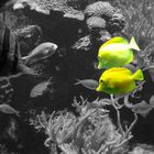 [ Yellow Blub Blub :) ]