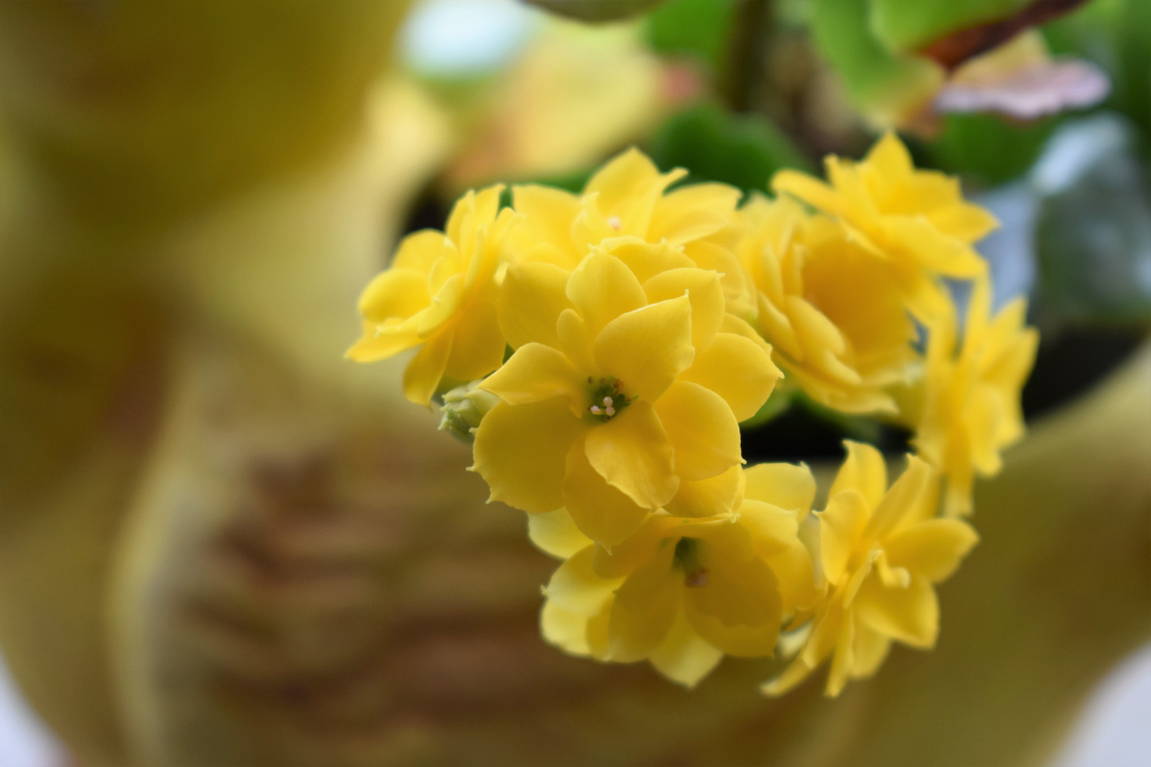 Yellow Blüte