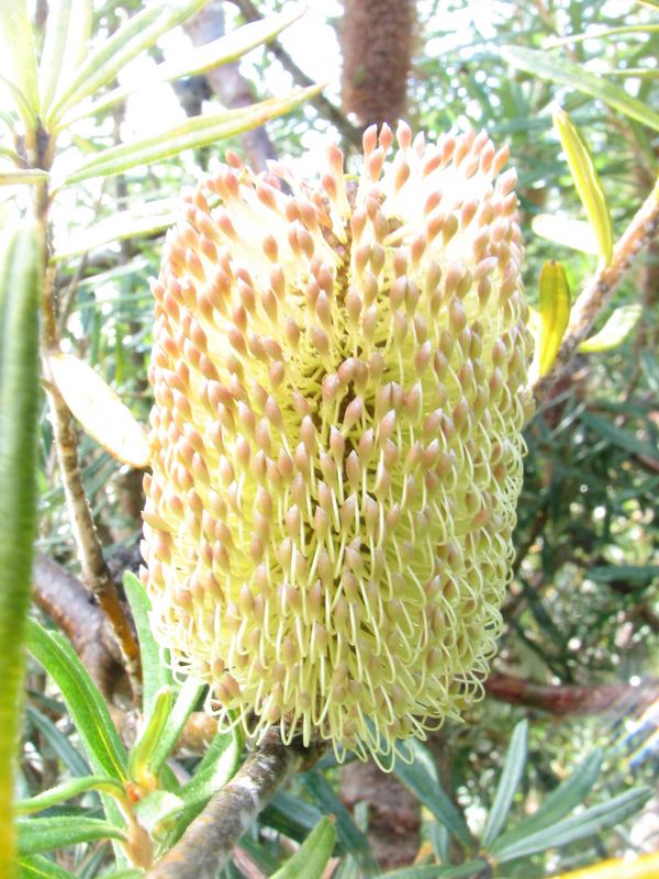 Yellow Bottle Brush 2 (macro)