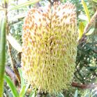 Yellow Bottle Brush 2 (macro)