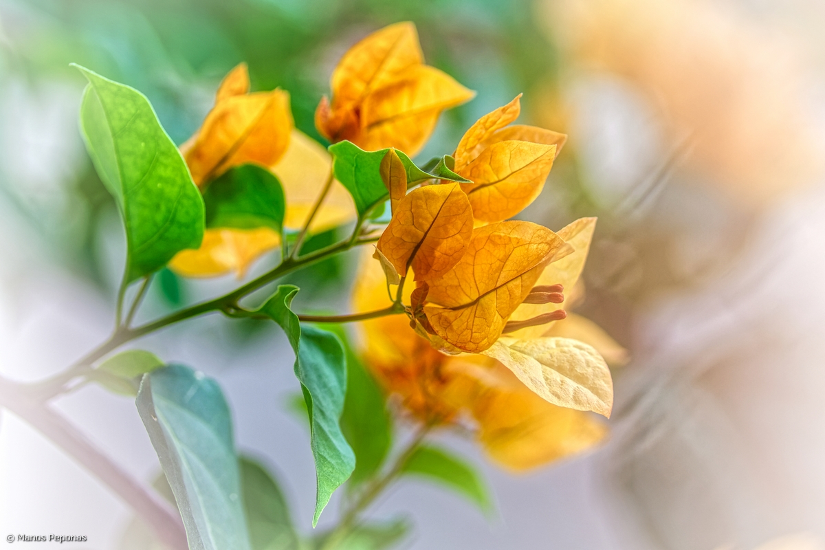  yellow bougainvillea 18.07439