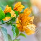  yellow bougainvillea 18.07439