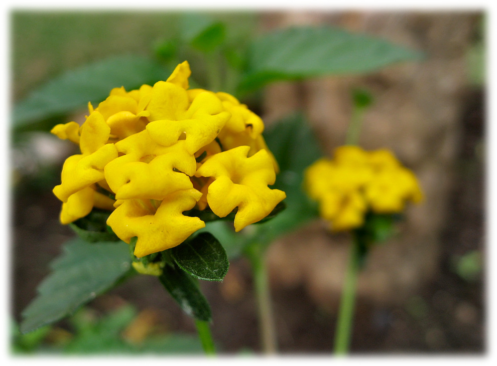 Yellow Bouquet