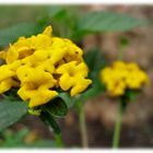 Yellow Bouquet