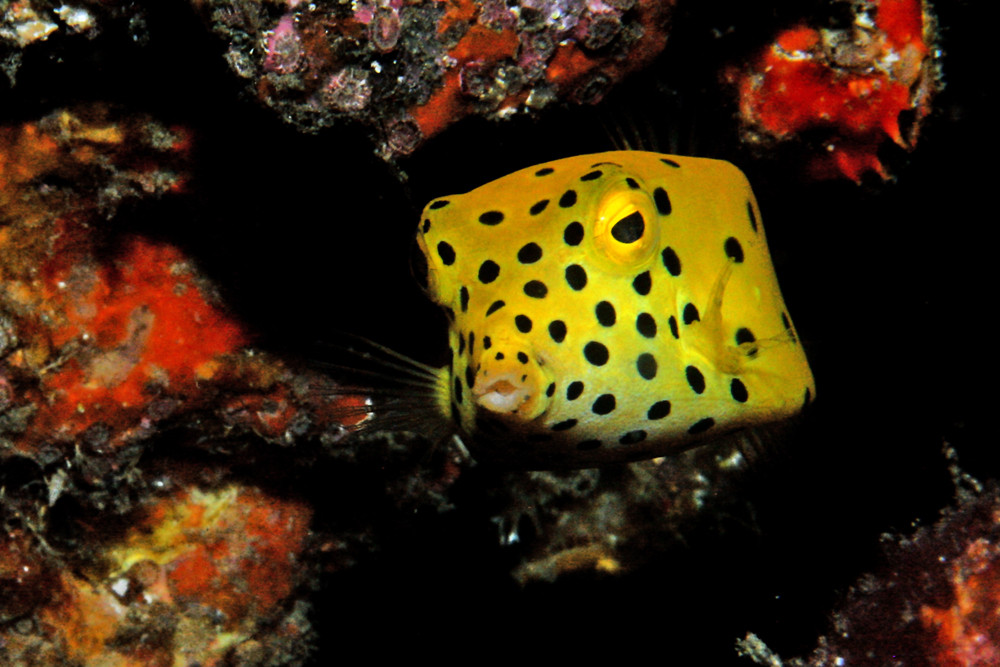 Yellow Boxfish - Ostracion cubicus 2