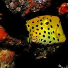Yellow Boxfish - Ostracion cubicus 2