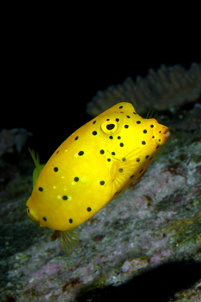 Yellow Boxfish - Ostracion cubicus