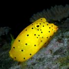 Yellow Boxfish - Ostracion cubicus