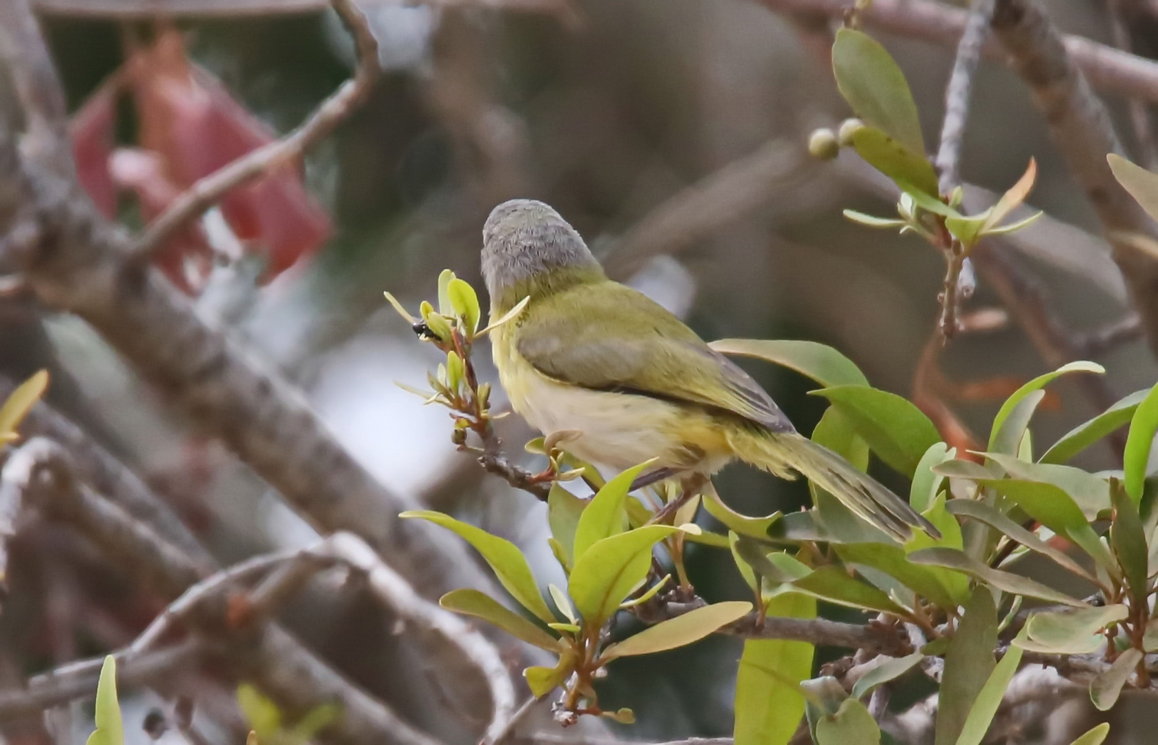 Yellow-breasted apalis