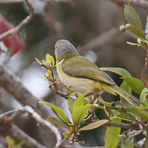 Yellow-breasted apalis