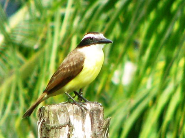 Yellow Breasted Bird Portrait