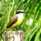 Yellow Breasted Bird Portrait