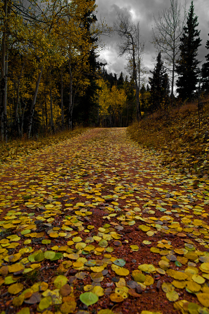 Yellow Brick Road