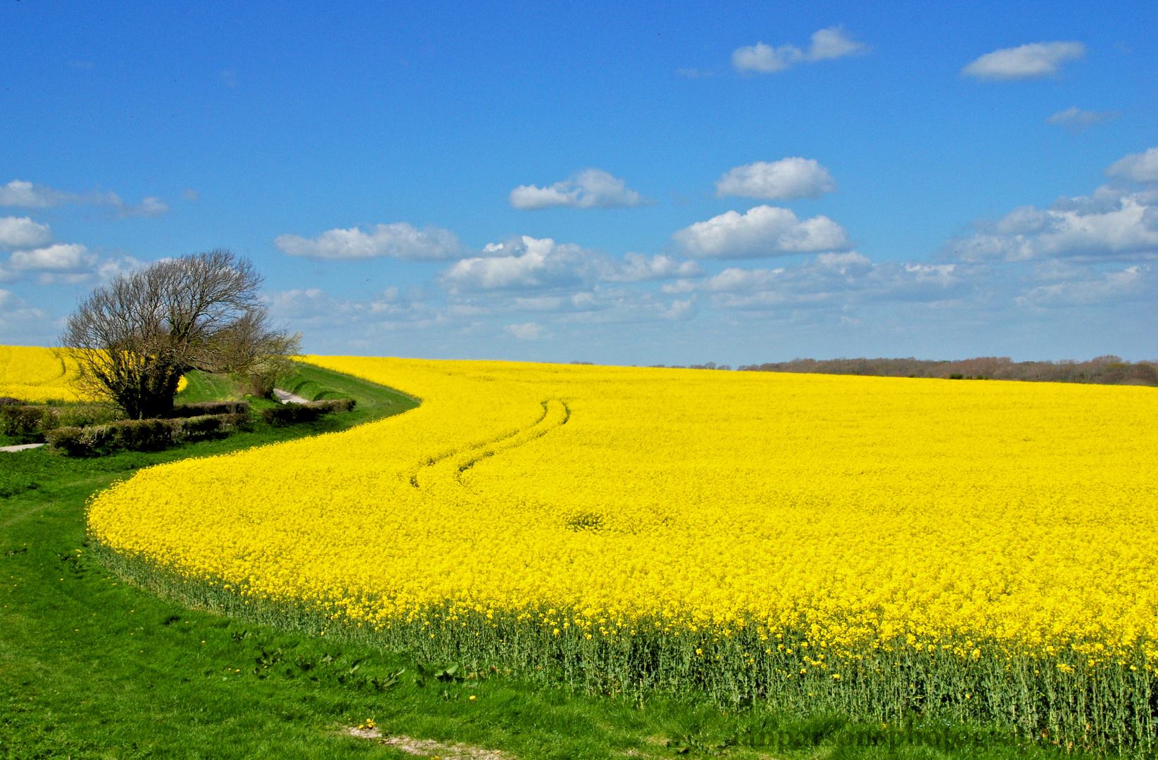 Yellow Brick Road