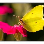 Yellow Brimstone