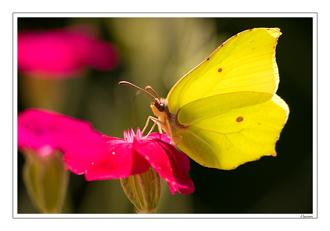 Yellow Brimstone