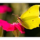 Yellow Brimstone