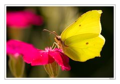 Yellow Brimstone