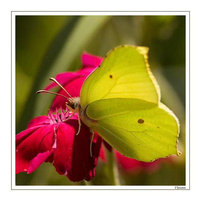 Yellow Brimstone II