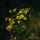 Yellow Bush Daisy