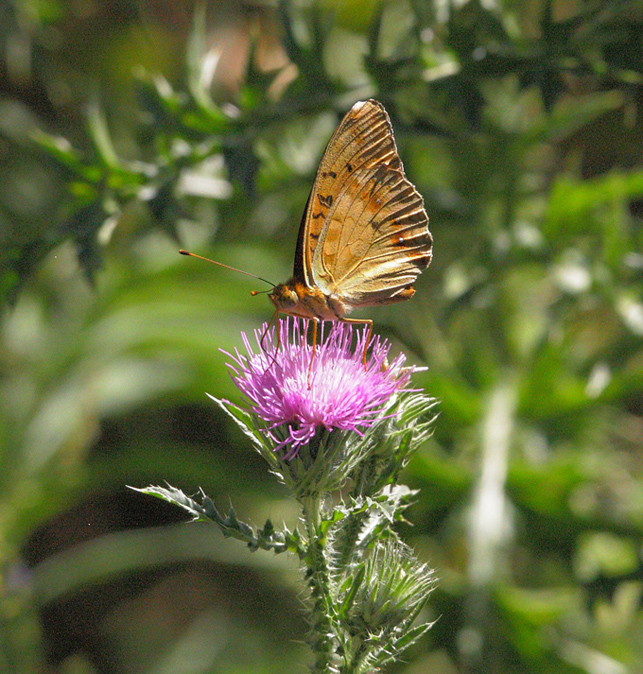 Yellow butterflies