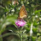 Yellow butterflies