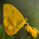 Yellow Butterfly