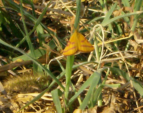 Yellow Butterfly