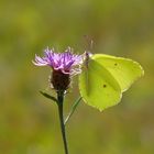 Yellow butterfly