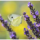 Yellow Butterfly