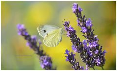 Yellow Butterfly