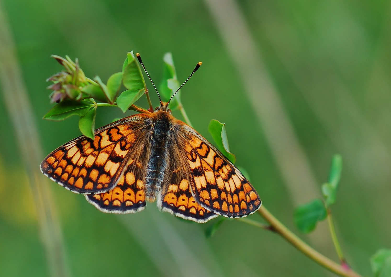 "Yellow Butterfly"