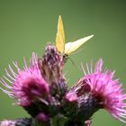 Yellow Butterfly