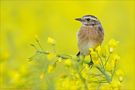 ~Yellow by Michael Radloff 