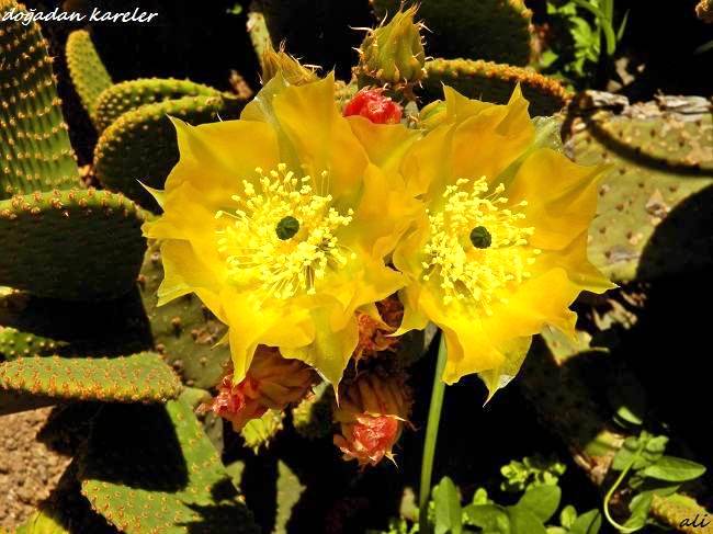 Yellow Cactus Flower