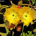 Yellow Cactus Flower