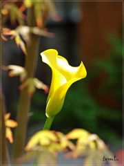 yellow calla