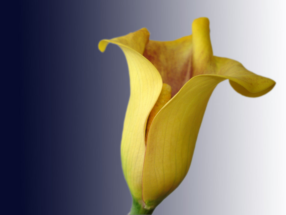 Yellow Calla