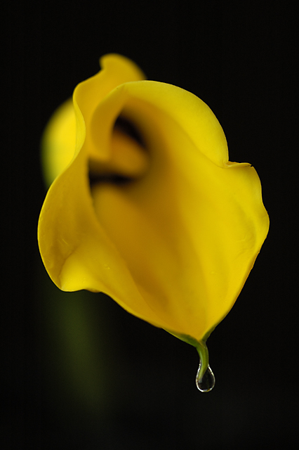 Yellow Calla