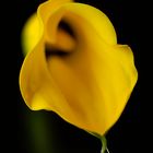 Yellow Calla