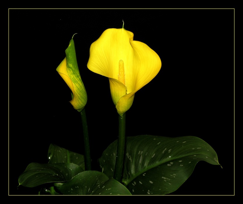 Yellow Calla