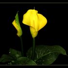 Yellow Calla