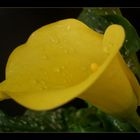 Yellow Calla