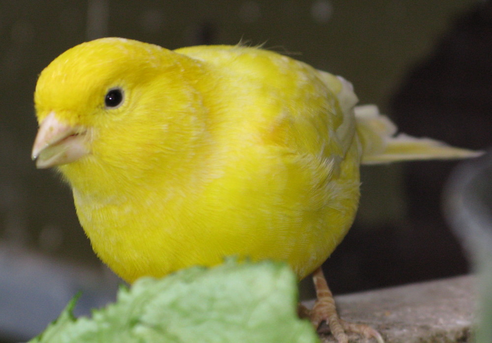 Yellow canary