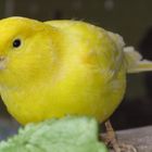 Yellow canary